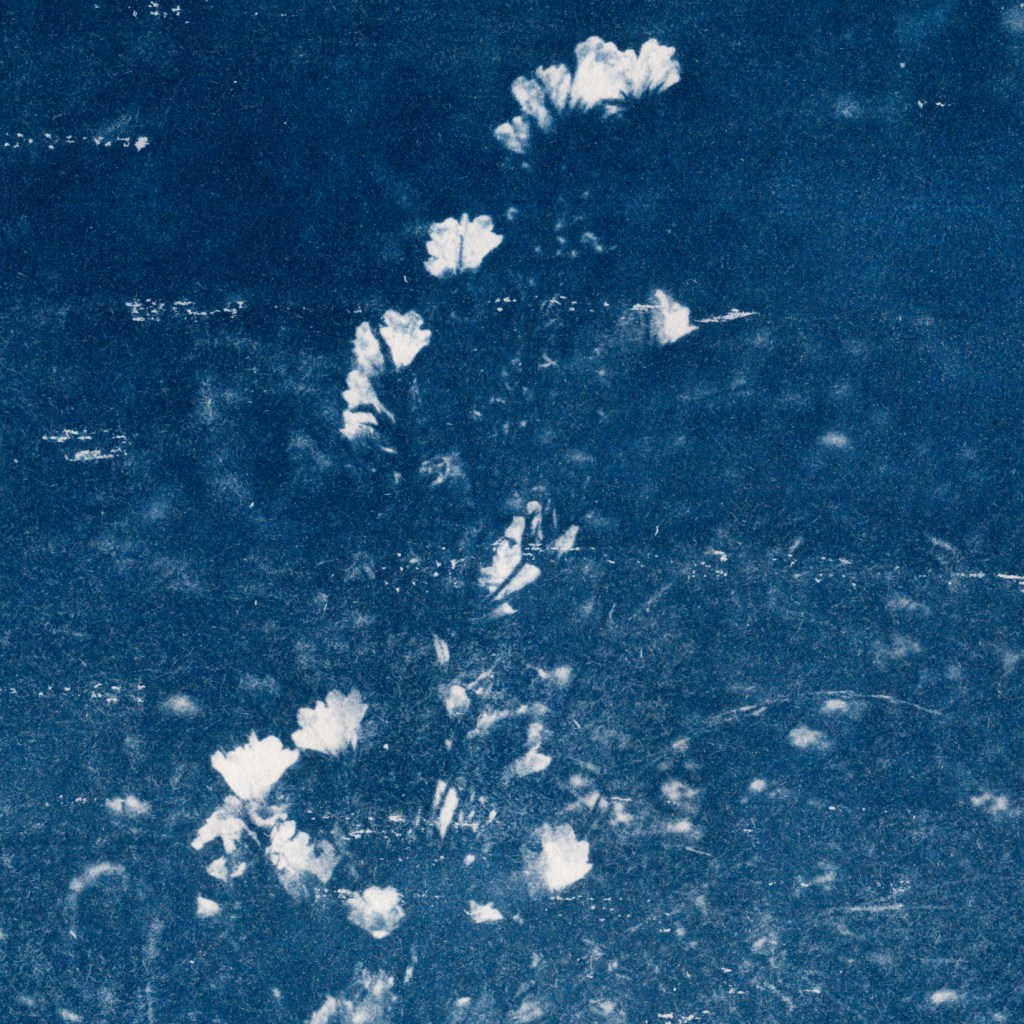 Cyanotype print by Eleonora Busato from the series Le Jardin d’Éden, 2024, featuring a delicate botanical composition in deep blue tones