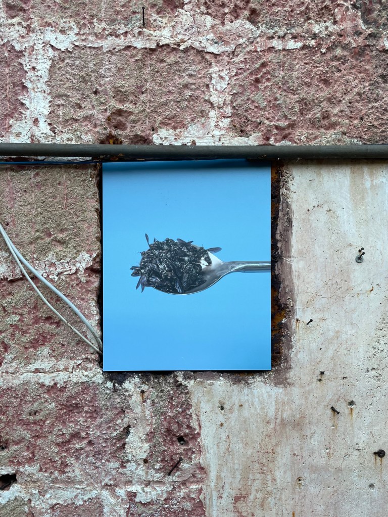 Installation view of I N S C T S by Umberto Diecinove at Aranceto, Matino, presented during Yeast Photo Festival 2025. Photo by Alice Longo.