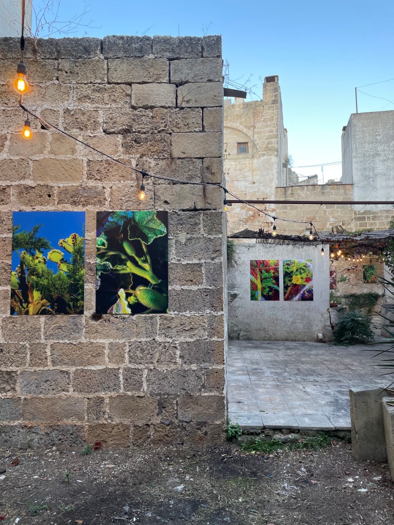 Exhibition view of Green Resistance by Sara Scanderebech at Casa del Professore, Matino, part of Yeast Photo Festival 2025. Photo by Alice Longo.