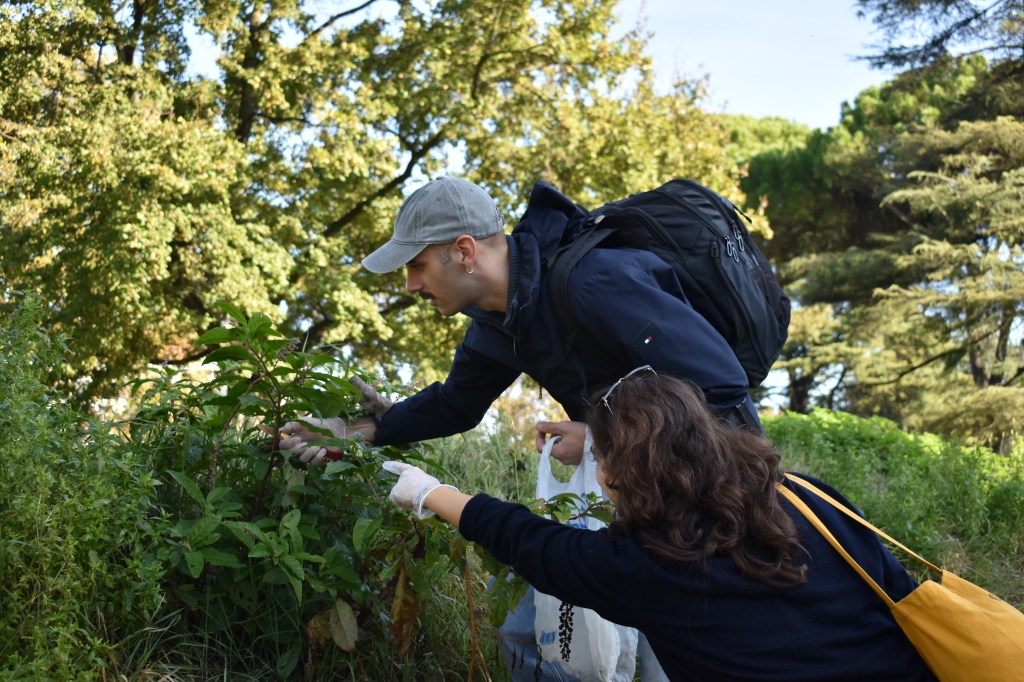 Urban foraging activity in Padua, documenting gathered plants in a городской setting