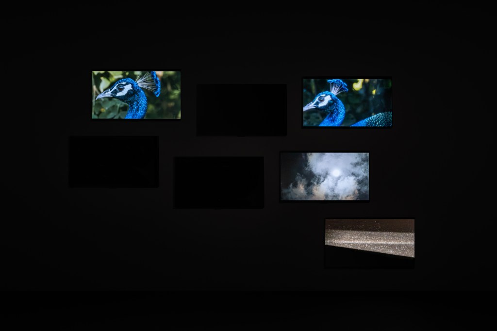 Installation view of Amar Kanwar’s The Peacock’s Graveyard (2023), Pinault Collection, presented in Amar Kanwar: Co-travellers (2026); photograph by Marco Cappelletti Studio; courtesy of Palazzo Grassi, Pinault Collection