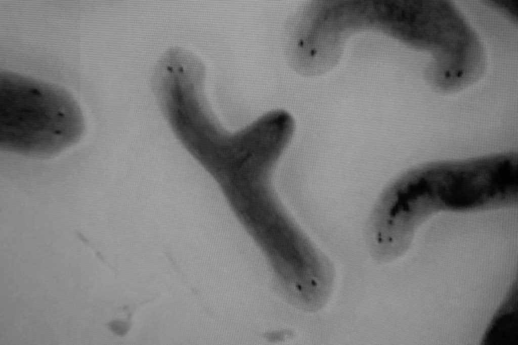 Installation view of Strange Rules at Palazzo Diedo Berggruen Arts & Culture, featuring Michael Levin’s Double-Headed Planaria; photograph by Stefano Matteo.