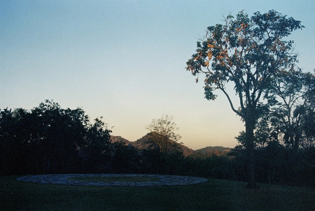 View of a lush tropical forest with tall trees, dense green vegetation, and a natural landscape