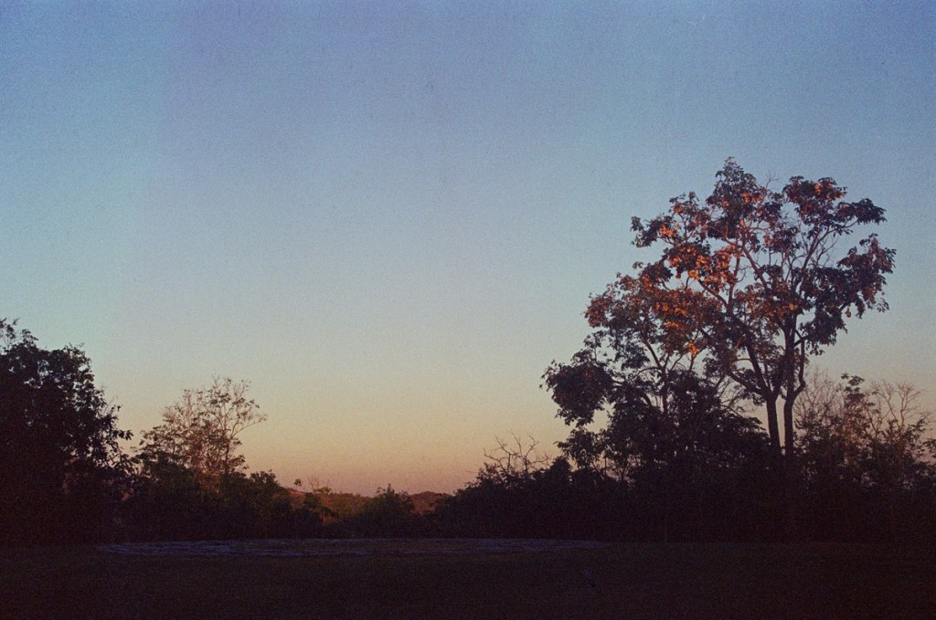 View of a lush tropical forest with tall trees, dense green vegetation, and a natural landscape